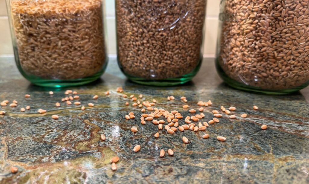 grains in jar